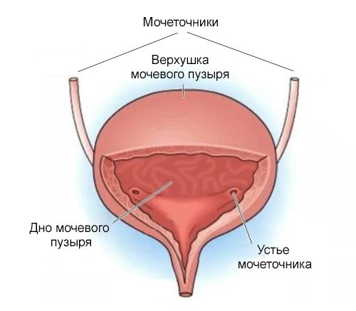 Строение мочевого пузыря