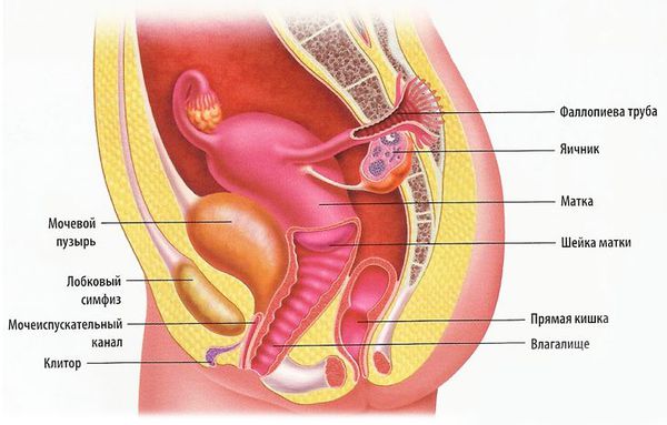 Органы малого таза у женщин
