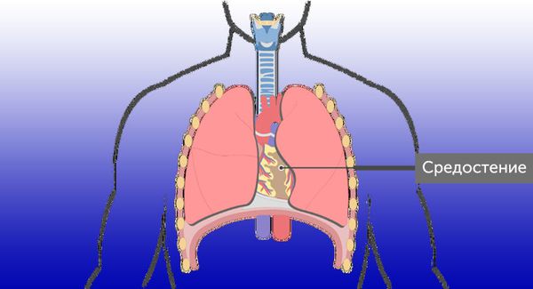 Средостение