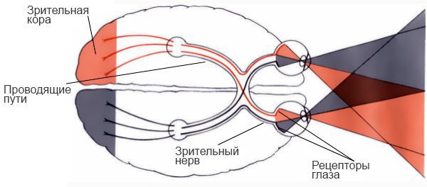 Поля зрения