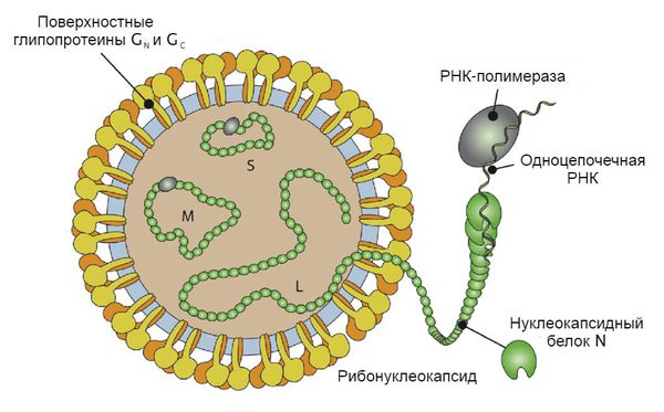 Строение хантавируса семейства Bunyaviridae