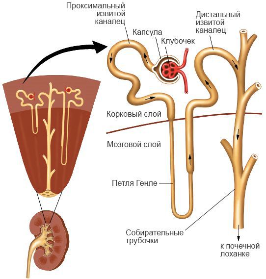 Канальцы почек
