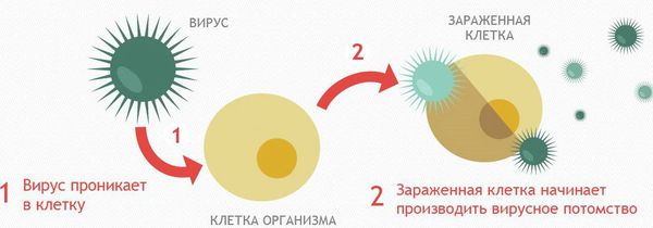 Вирус заражает клетку