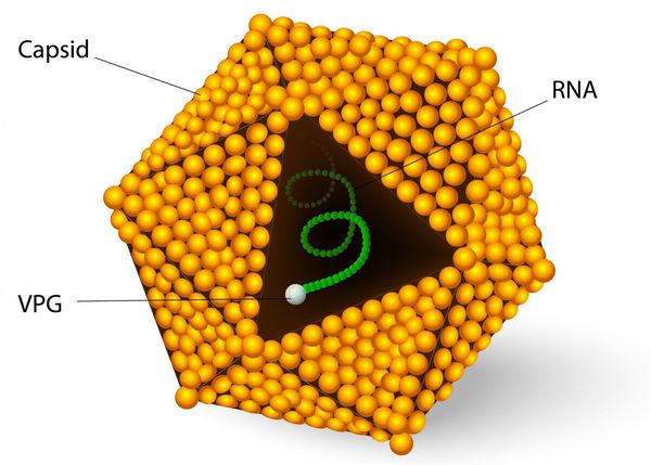Строение вируса гепатита А