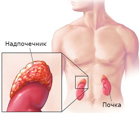 Надпочечник