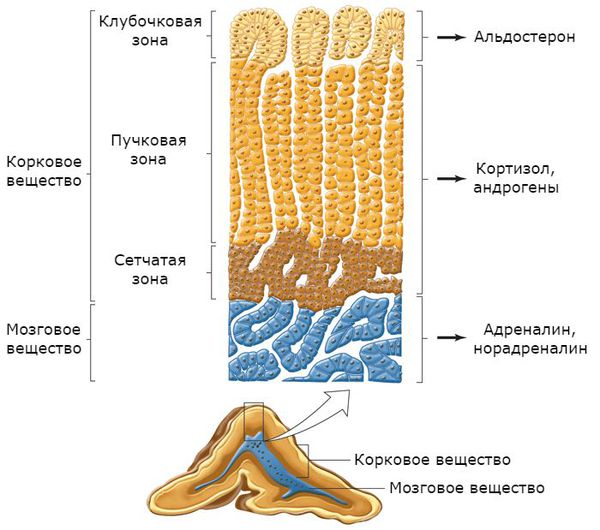 Зоны коркового вещества надпочечника