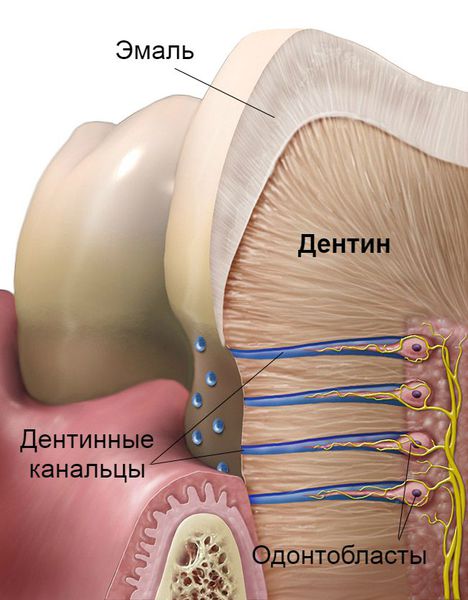 Дентинные канальцы и одонтобласты