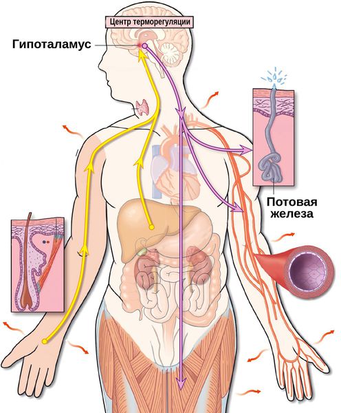 Процесс потоотделения