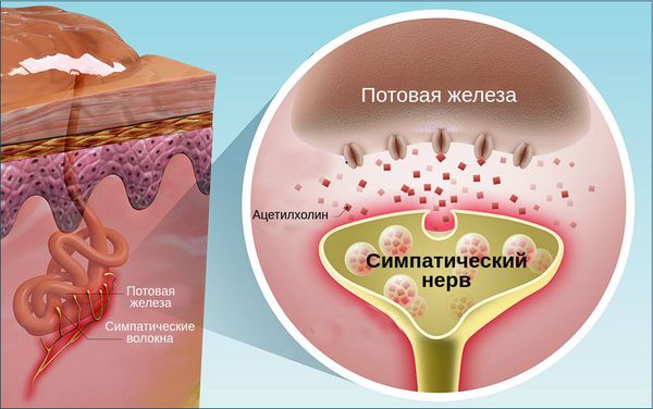 Работа потовой железы