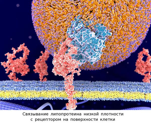 Связывание липопротеина с рецептором