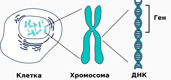 ДНК, содержащиеся в каждой клетке