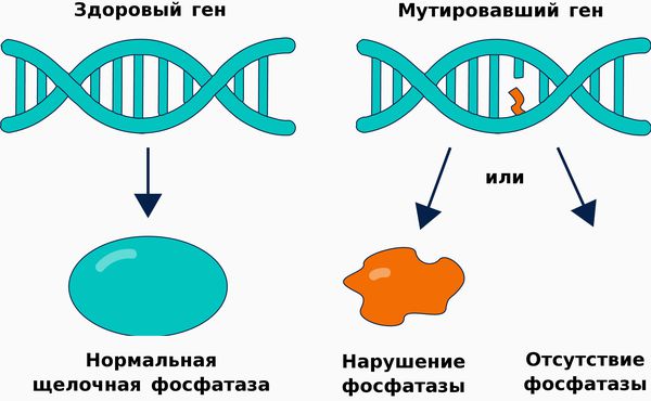 Мутировавший и здоровый ген