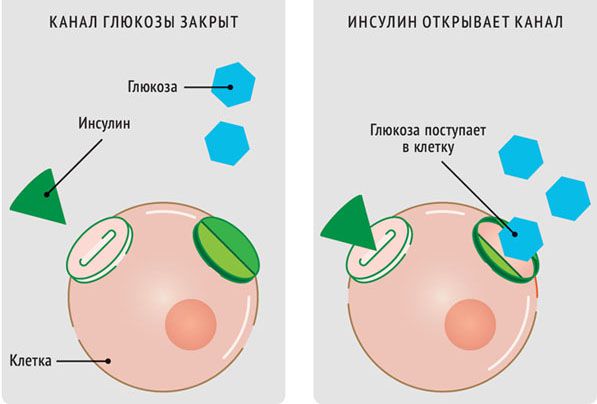 Принцип работы инсулина