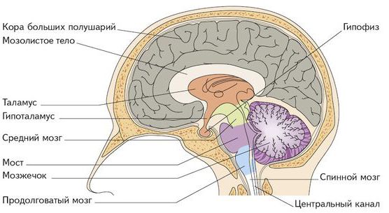 Отделы мозга