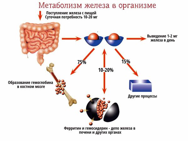 Метаболизм железа в организме