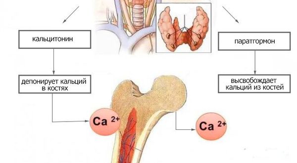 Кальциевый обмен