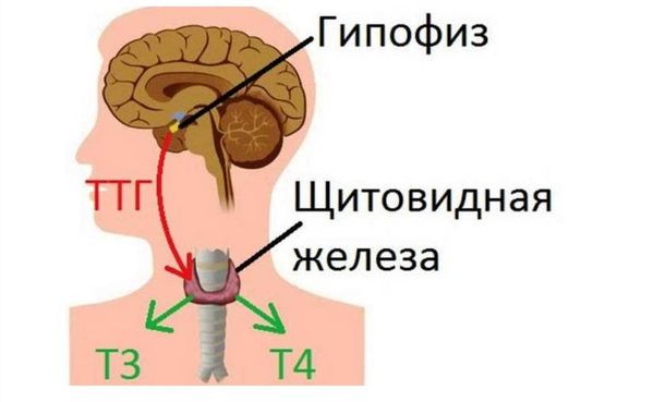 Влияние ТТГ на щитовидную железу