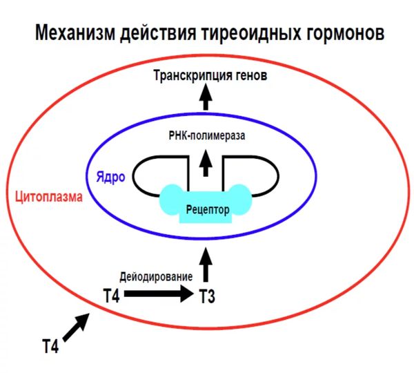 Действие гормонов щитовидной железы