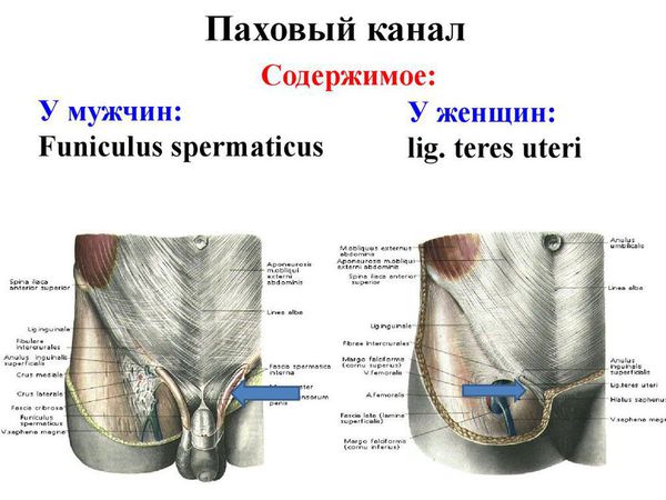 Паховый канал