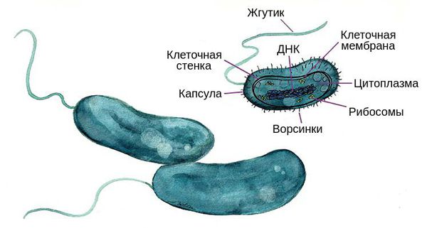 Холерный вибрион: строение