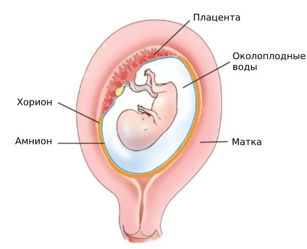 Плод, оболочки и плацента