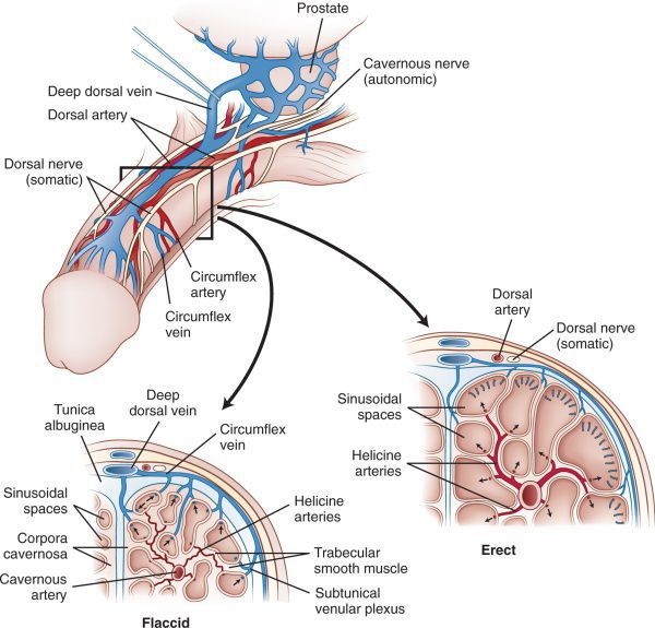 Система кровоснабжения в половом члене