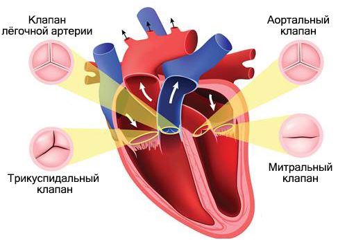 Клапаны сердца