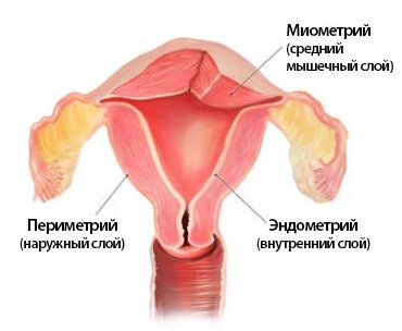 Строение матки