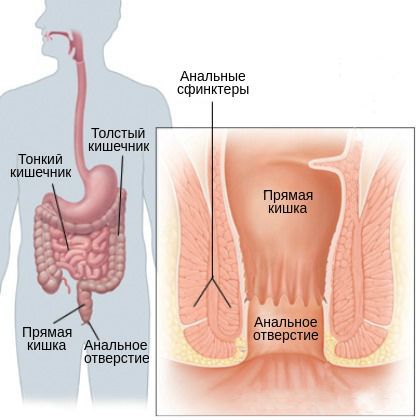 Желудочно-кишечный тракт и прямая кишка
