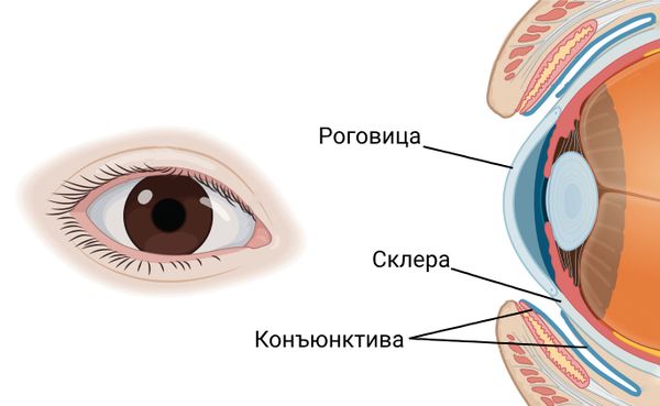 Роговица, склера и конъюнктива' data-blur='False