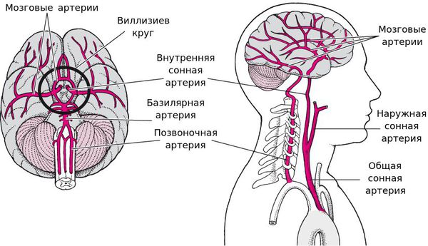 Сосуды головного мозга