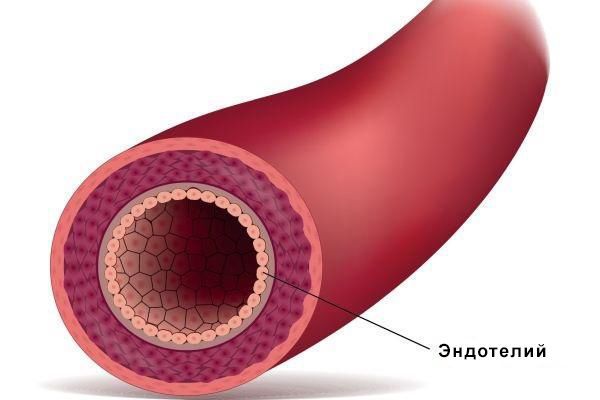 Эндотелий