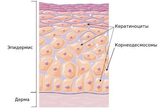 Дерма и эпидермис