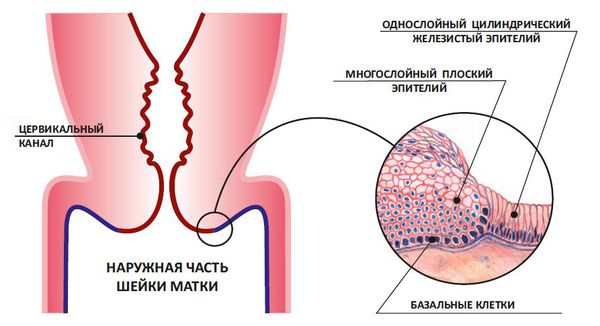 Стык цилиндрического и многослойного плоского эпителия