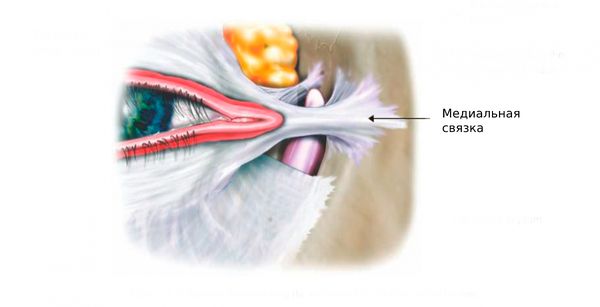 Медиальная связка века