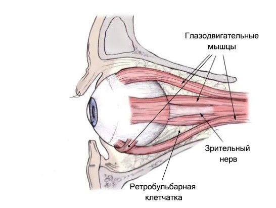 Ретробульбарная клетчатка, мышцы глаза и зрительный нерв