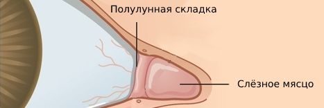 Слёзное мясцо и полулунная складка