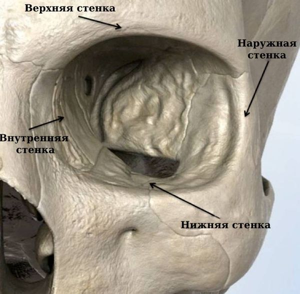 Стенки глазницы