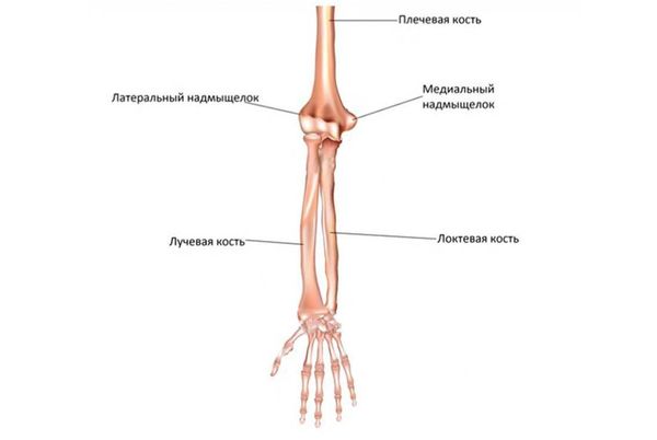 Кости плеча и предплечья