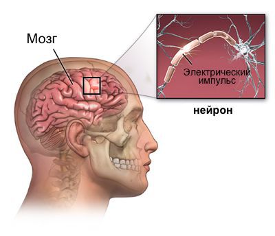 Электрическая активность мозга