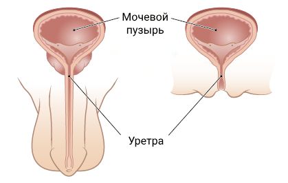 Мочевой пузырь и уретра у мальчиков и у девочек