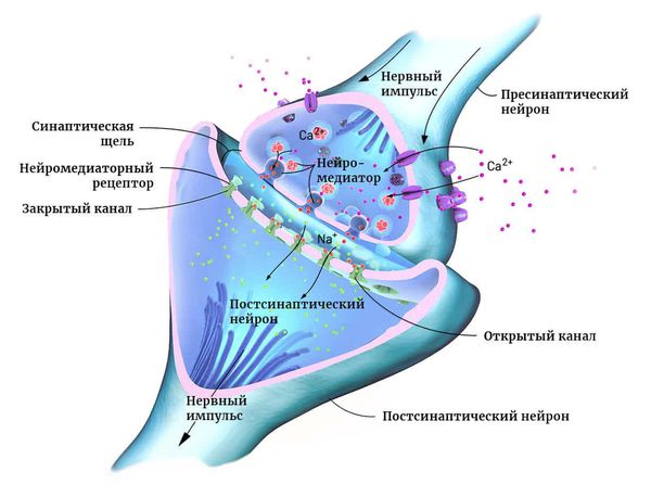 Строение синапса
