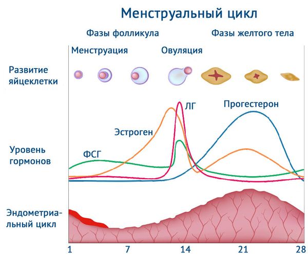 Нормальный менструальный цикл