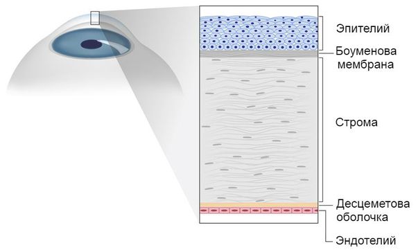 Строение роговицы