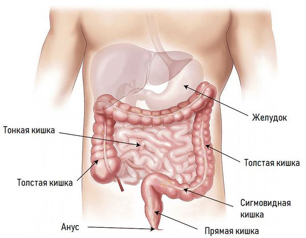 Строение кишечника