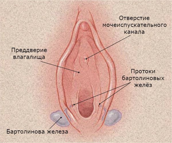 Бартолиновы железы