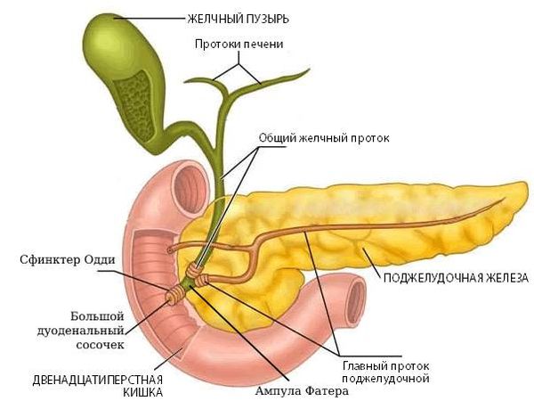 Желчные протоки