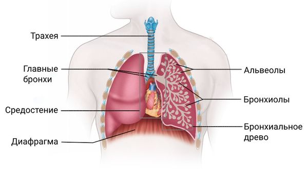 Строение лёгких