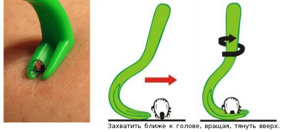 Инструмент для удаления клеща