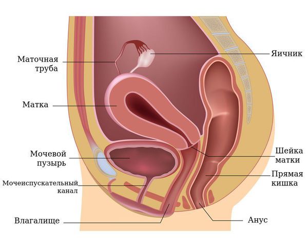 Органы малого таза